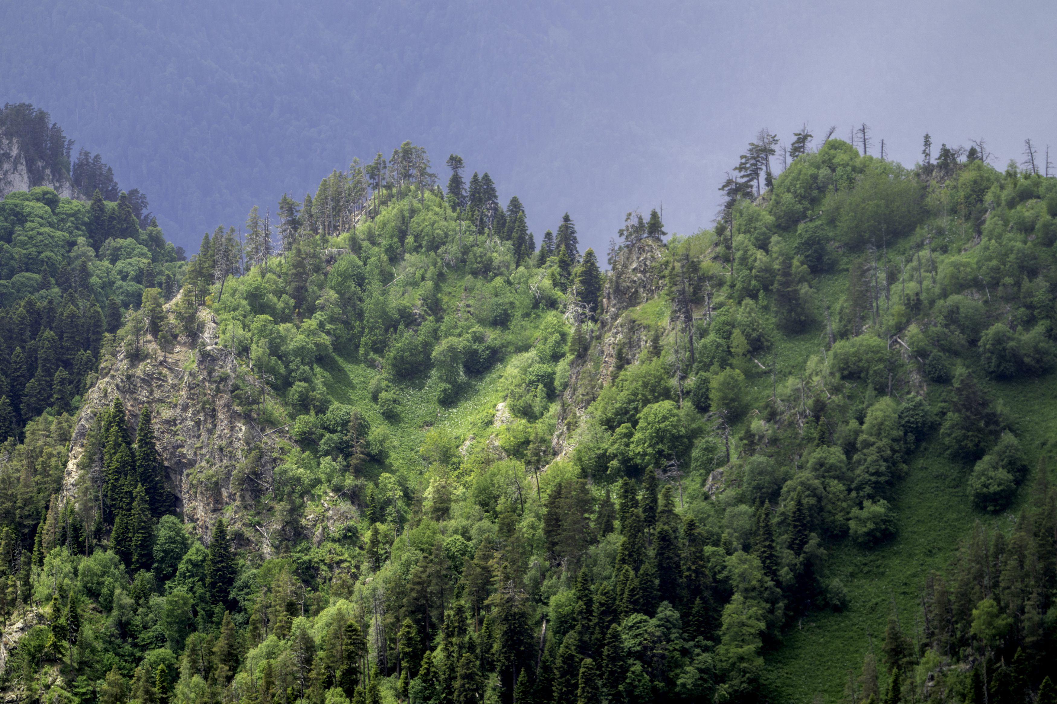 Россия, республика Адыгея, Большой Тхач Оттенки зелёного... фото превью