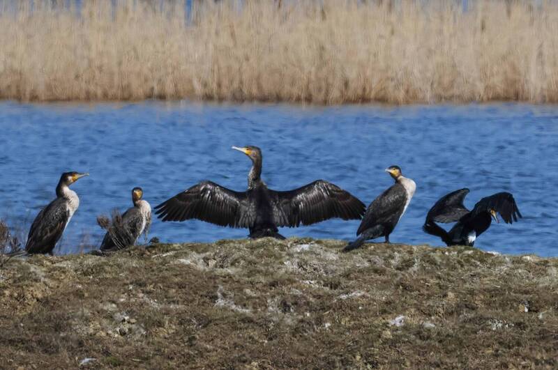 бакланы, озеро турали, дагестан Бакланы.. фото превью