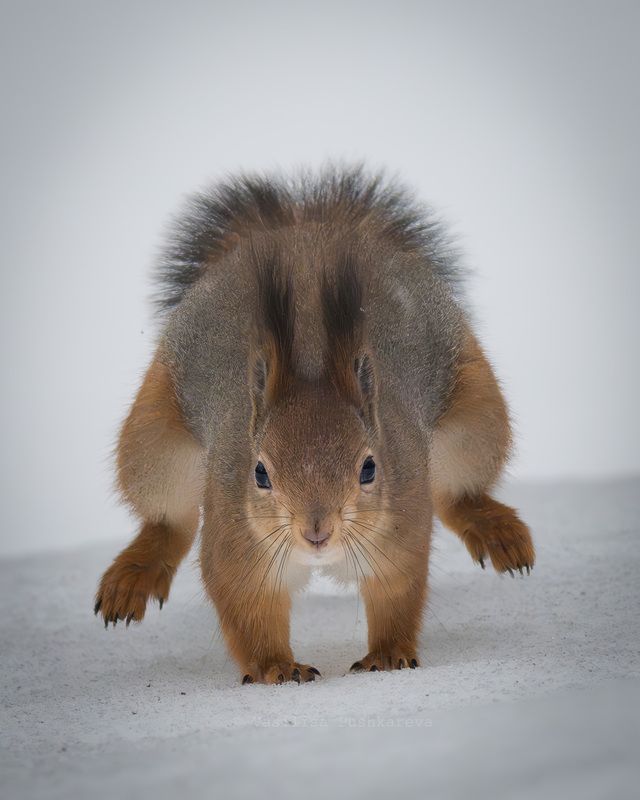 Обыкновенная белка, Грызун Торопыга фото превью