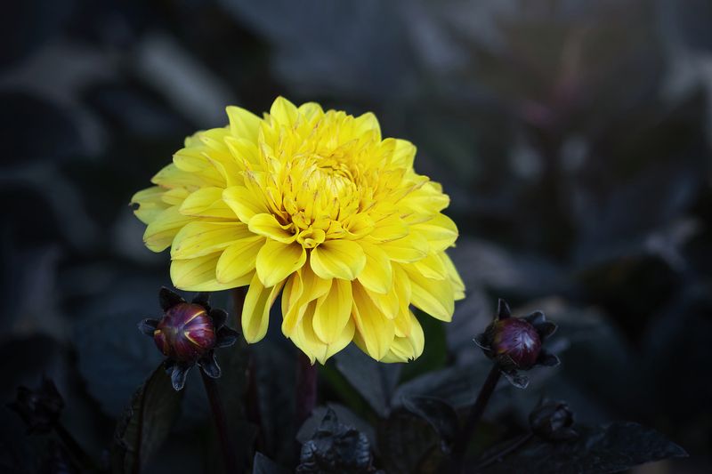 Георгины фото превью