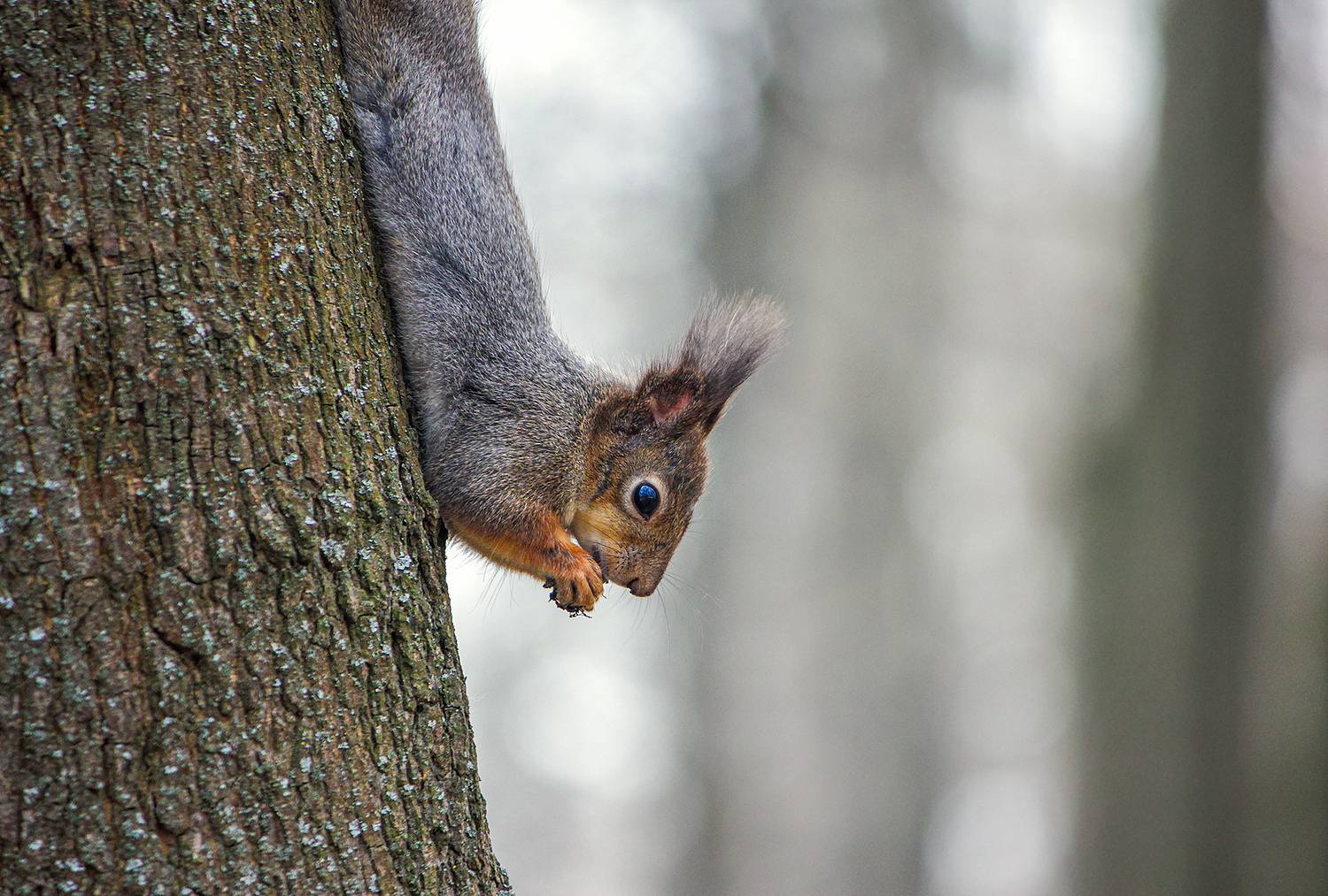 обыкновенная белка, векша, sciurus vulgaris, КарОл