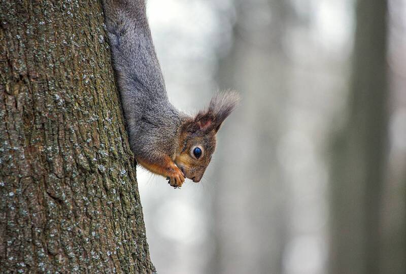обыкновенная белка, векша, sciurus vulgaris Завтрак вниз головой фото превью