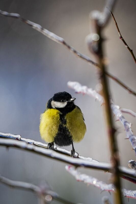 Деловая жилетка фото превью