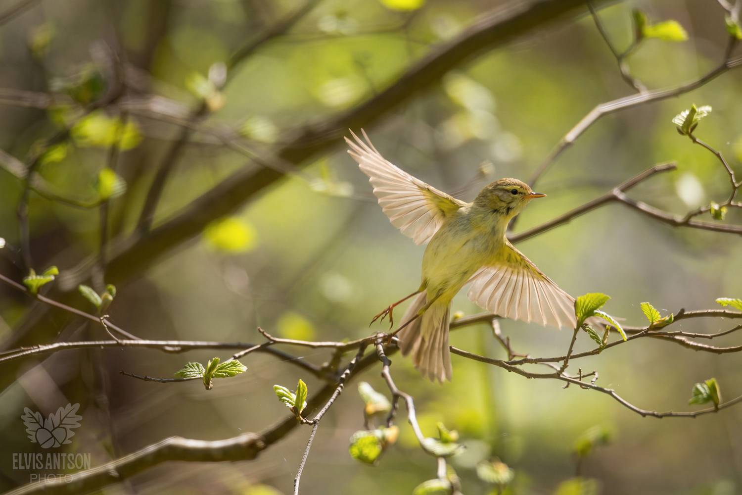 пеночка весничка, птицы, птицы россии, орнитология, братья наши меньшие, birds, birdwatching, elvis antson, Elvis Antson