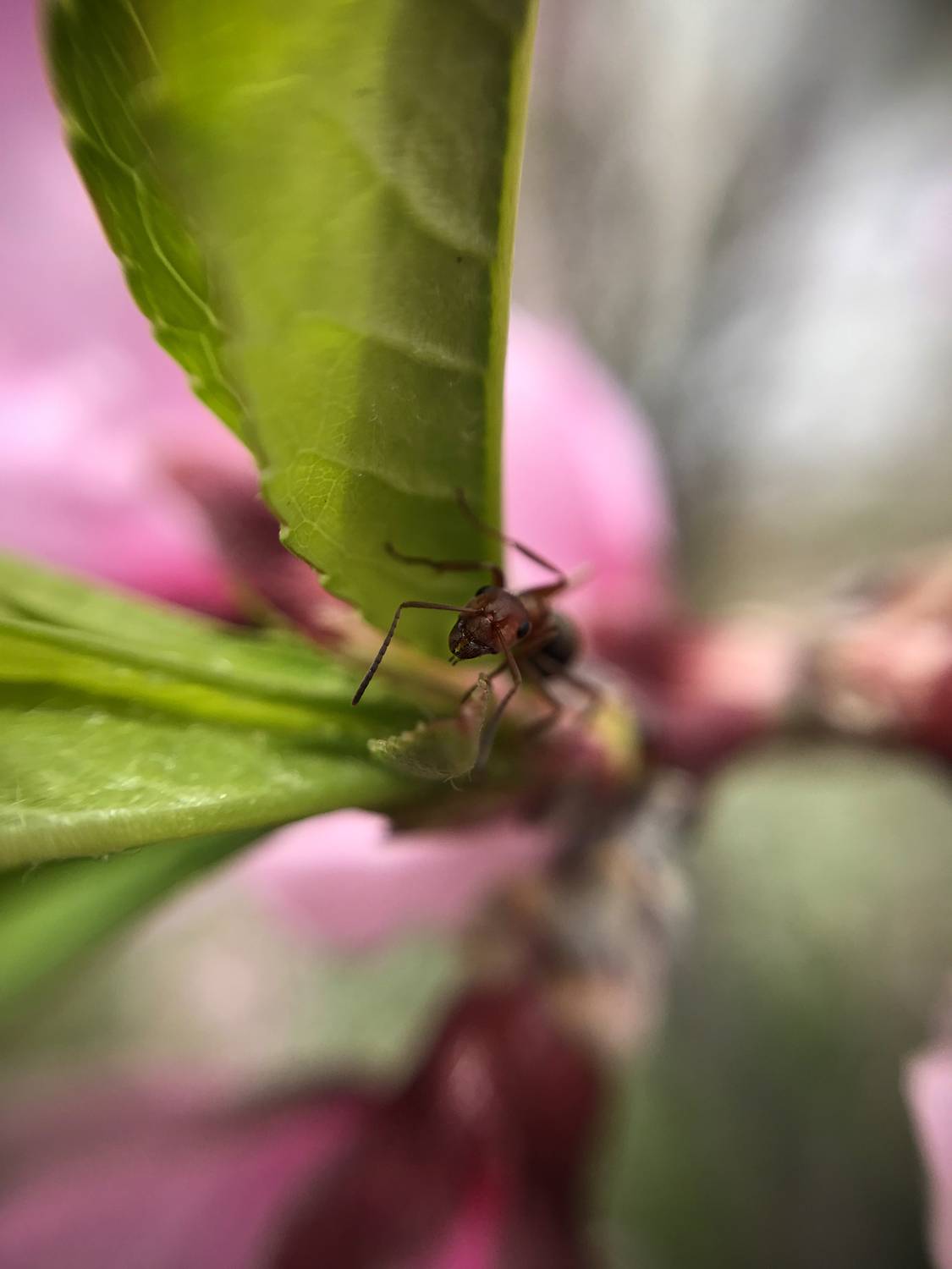 , Швец Павел