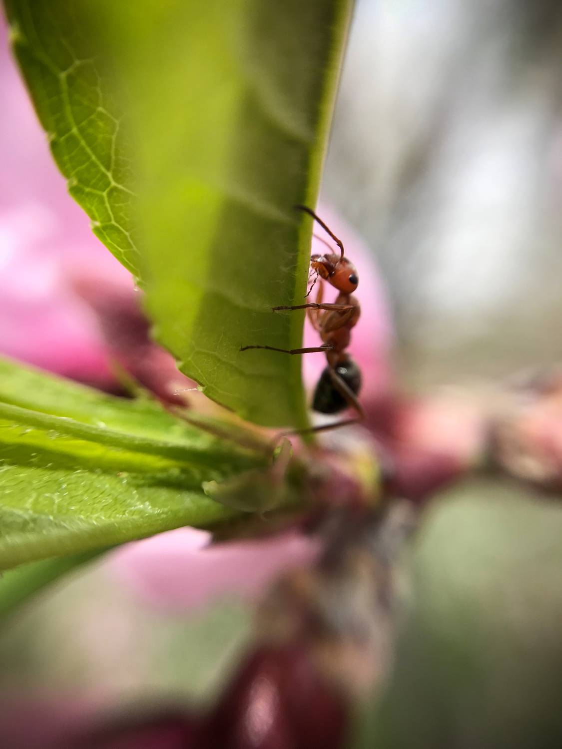 , Швец Павел