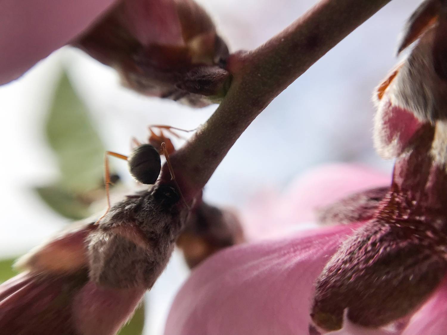 , Швец Павел