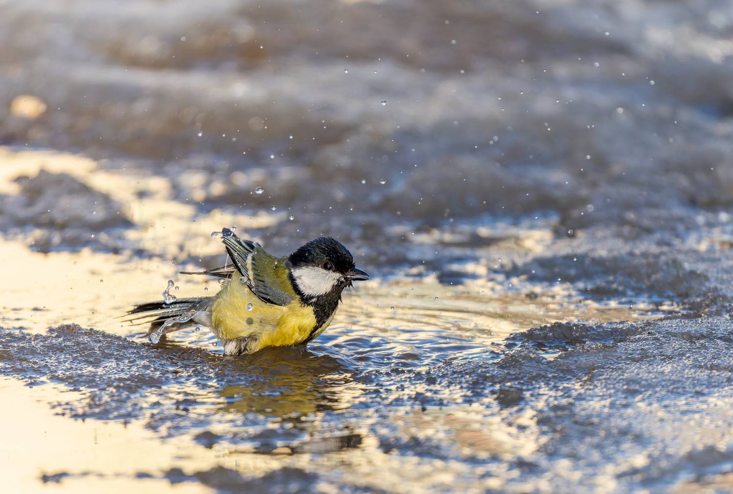 , Дем Константин