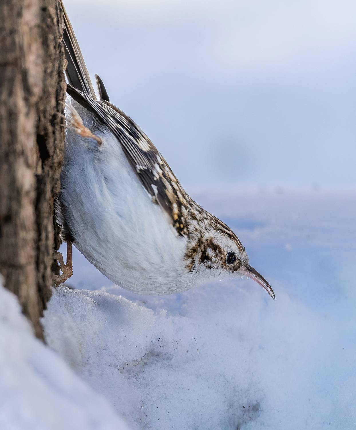 , Дем Константин