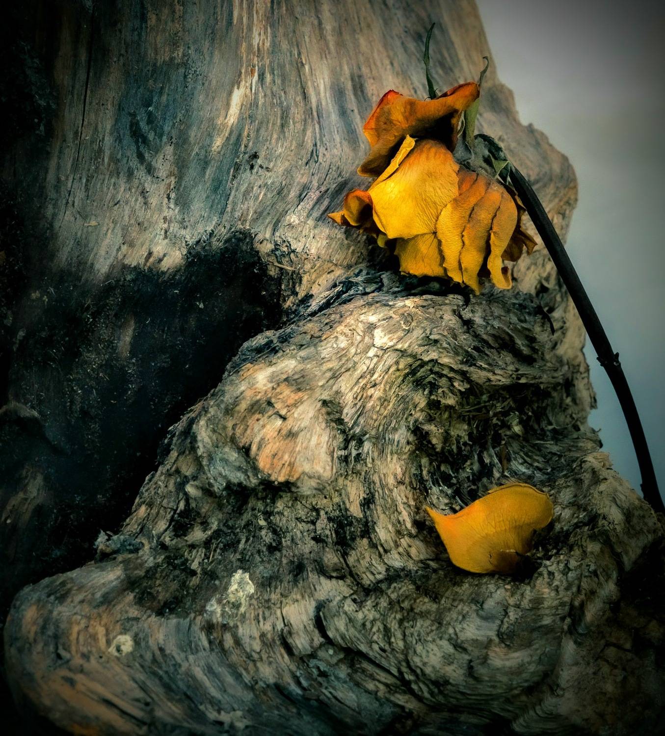 sauss, zieds, dzeltens, Cielava Dace