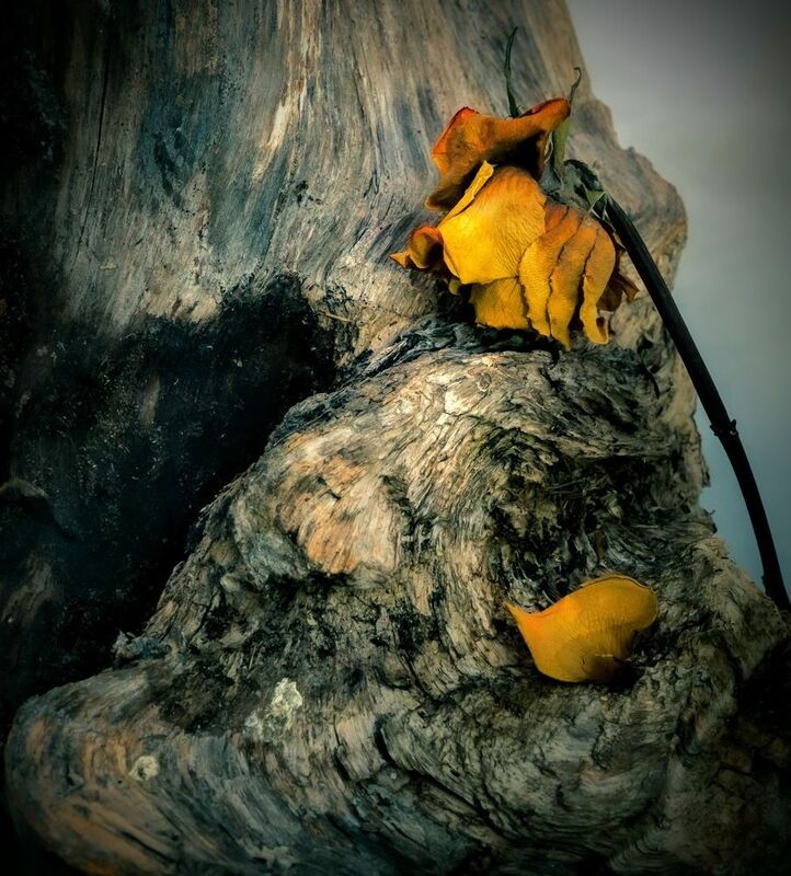 sauss, zieds, dzeltens Sausā roze фото превью