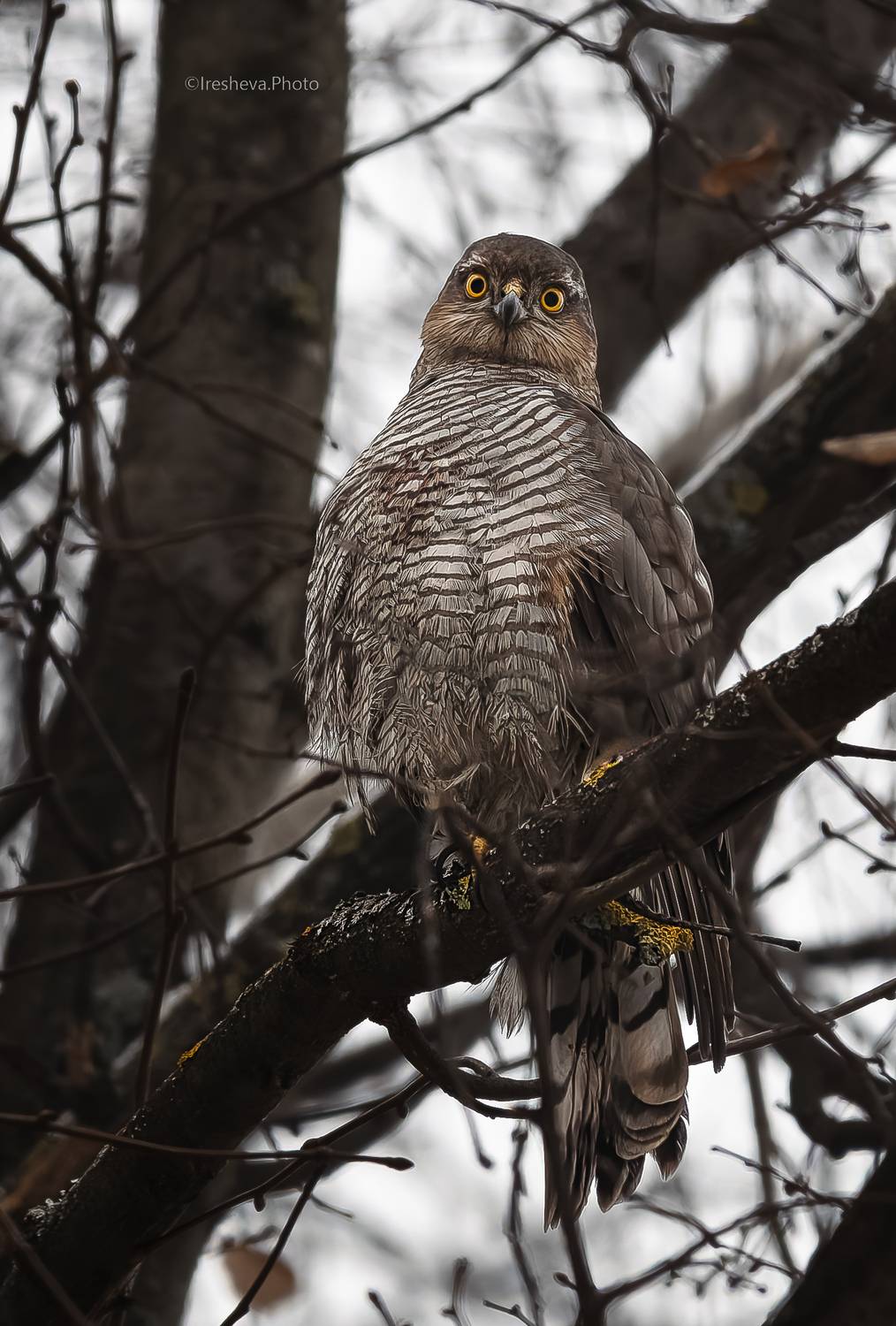 ястреб, ястреб-перепелятник, перепелятник, хищник, птица, Ирешева Мария