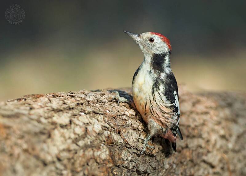 Малый - Lens and Feathers фото превью