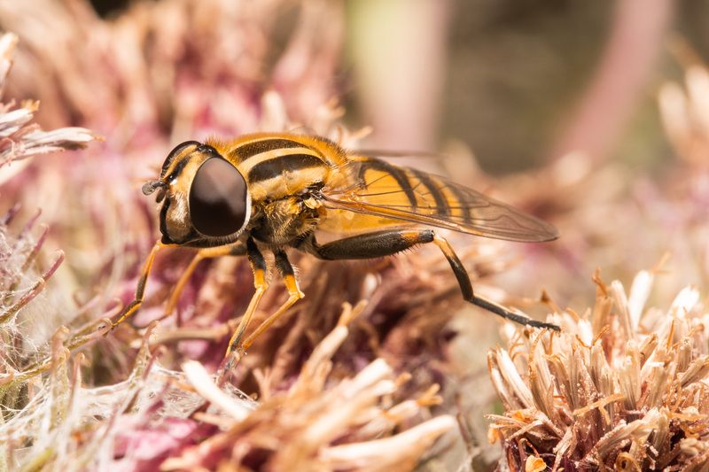 макро, насекомые  фото превью