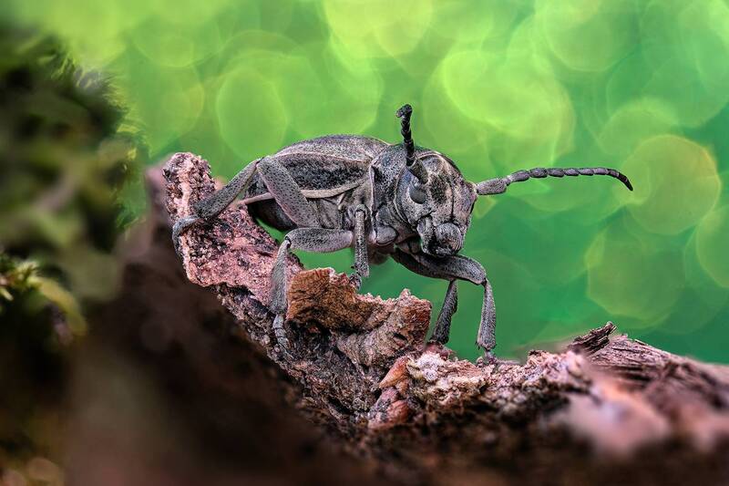 Толстяк фото превью