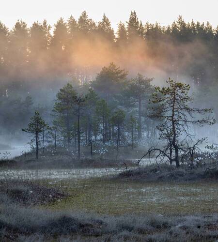 Утро на болоте