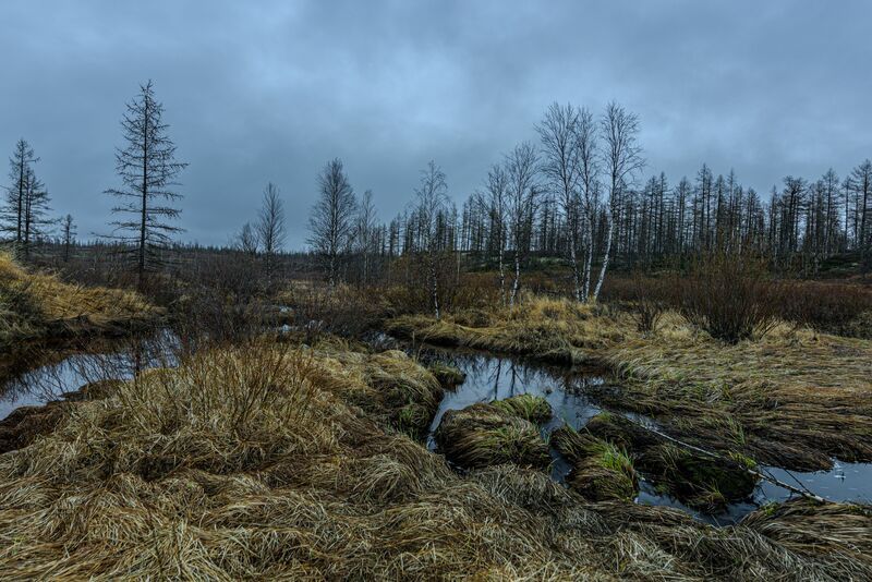 весна, север, крайний север, янао, надым, болото, деревья Весна фото превью