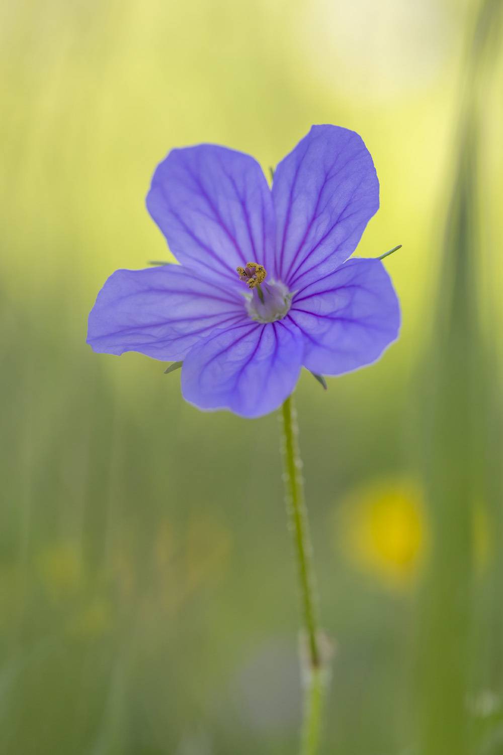 flowers, nature, macro, plants, spring, grass, Nikolay Tatarchuk