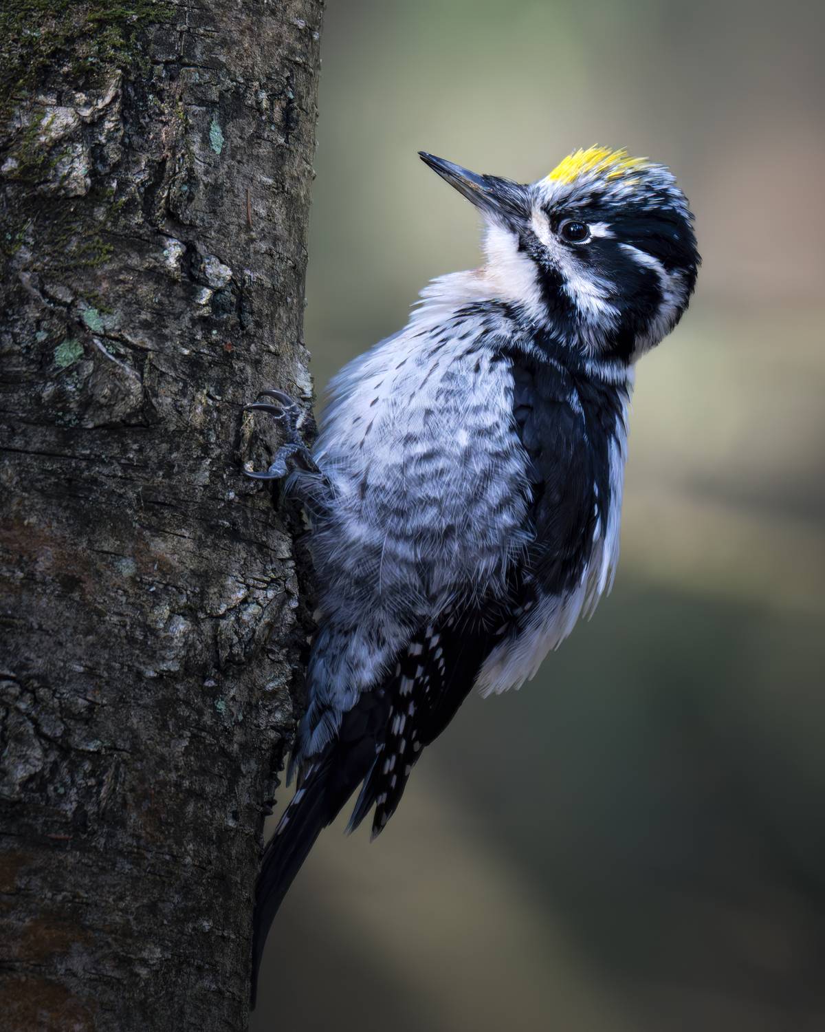 , Поляков Михаил