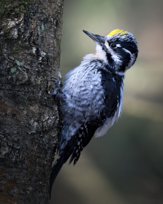 Трёхпалый дятел (Picoides tridactylus)  фото превью