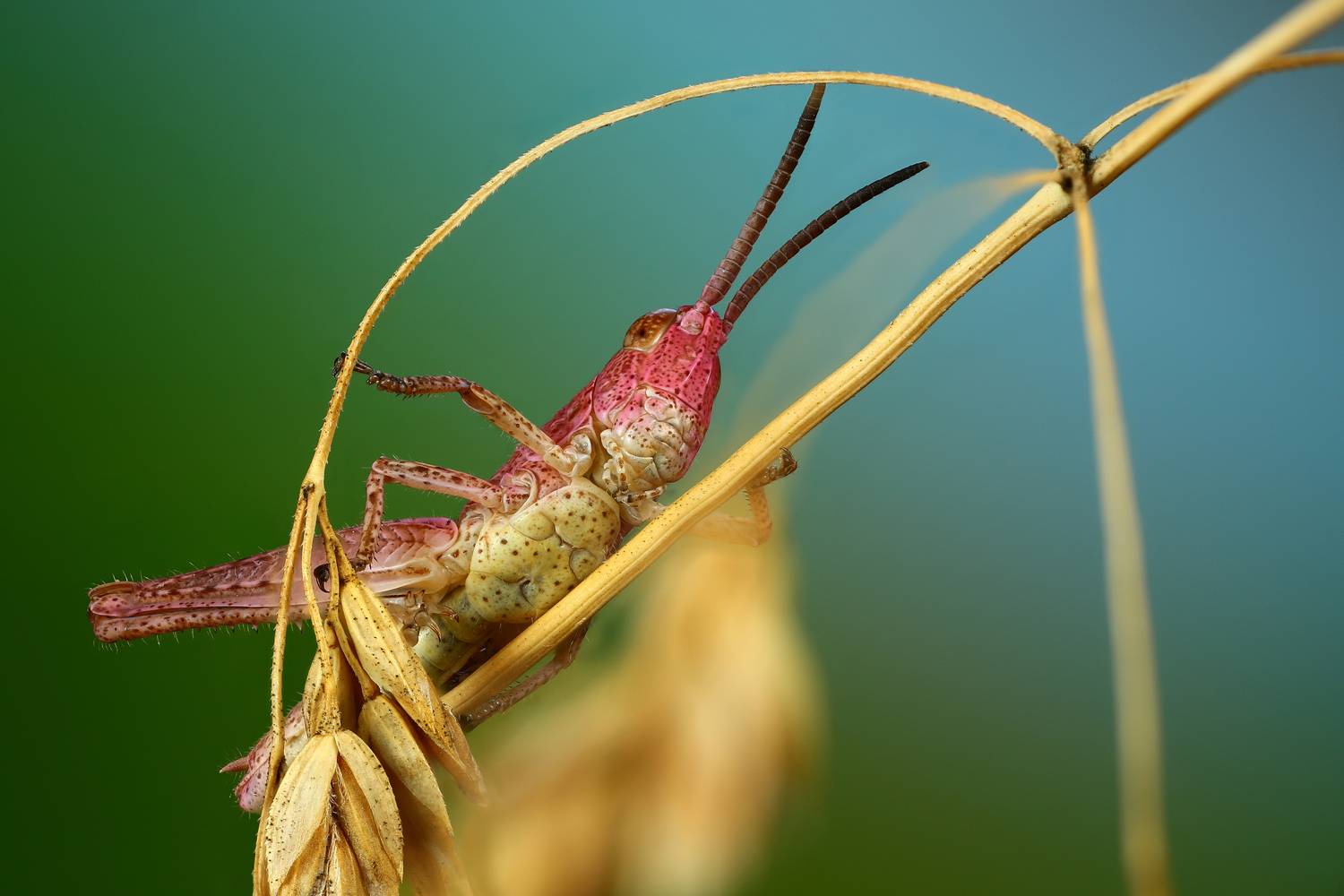 макро, приорда, насекомое, животное, кобылка, растение, Шаповалов Андрей