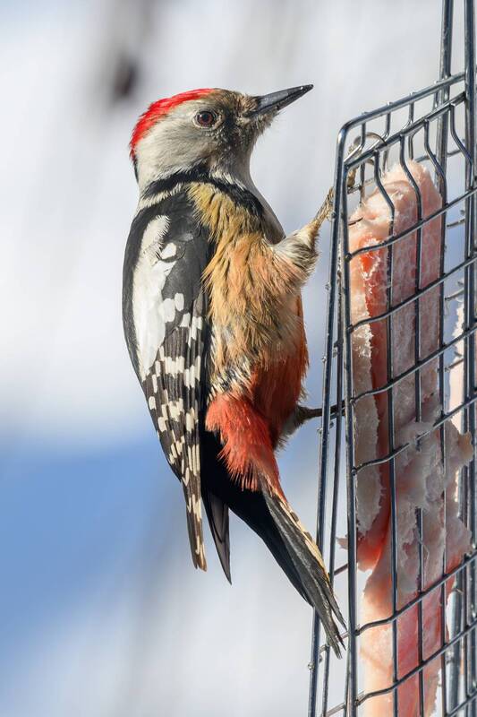 Средний пестрый дятел фото превью