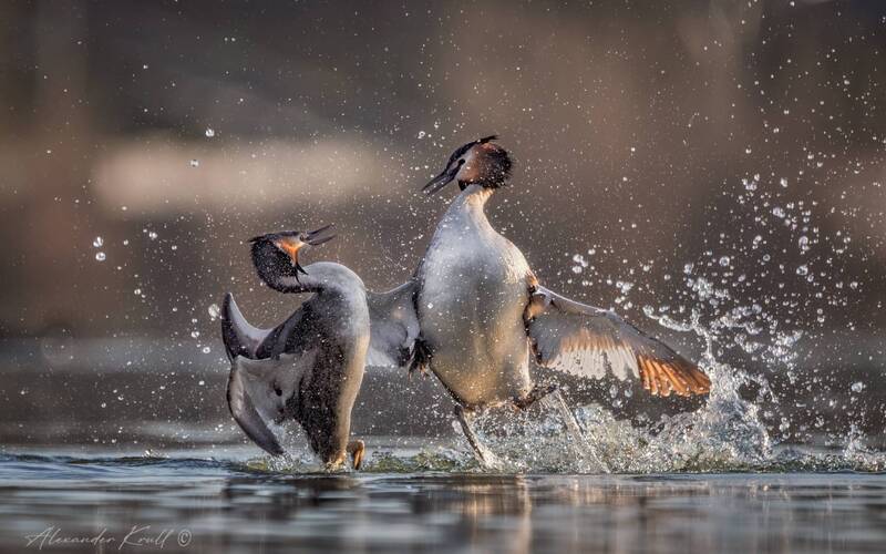 чомга, поганка, большая поганка, podiceps cristatus, конфликт, драка Брызги эмоций фото превью