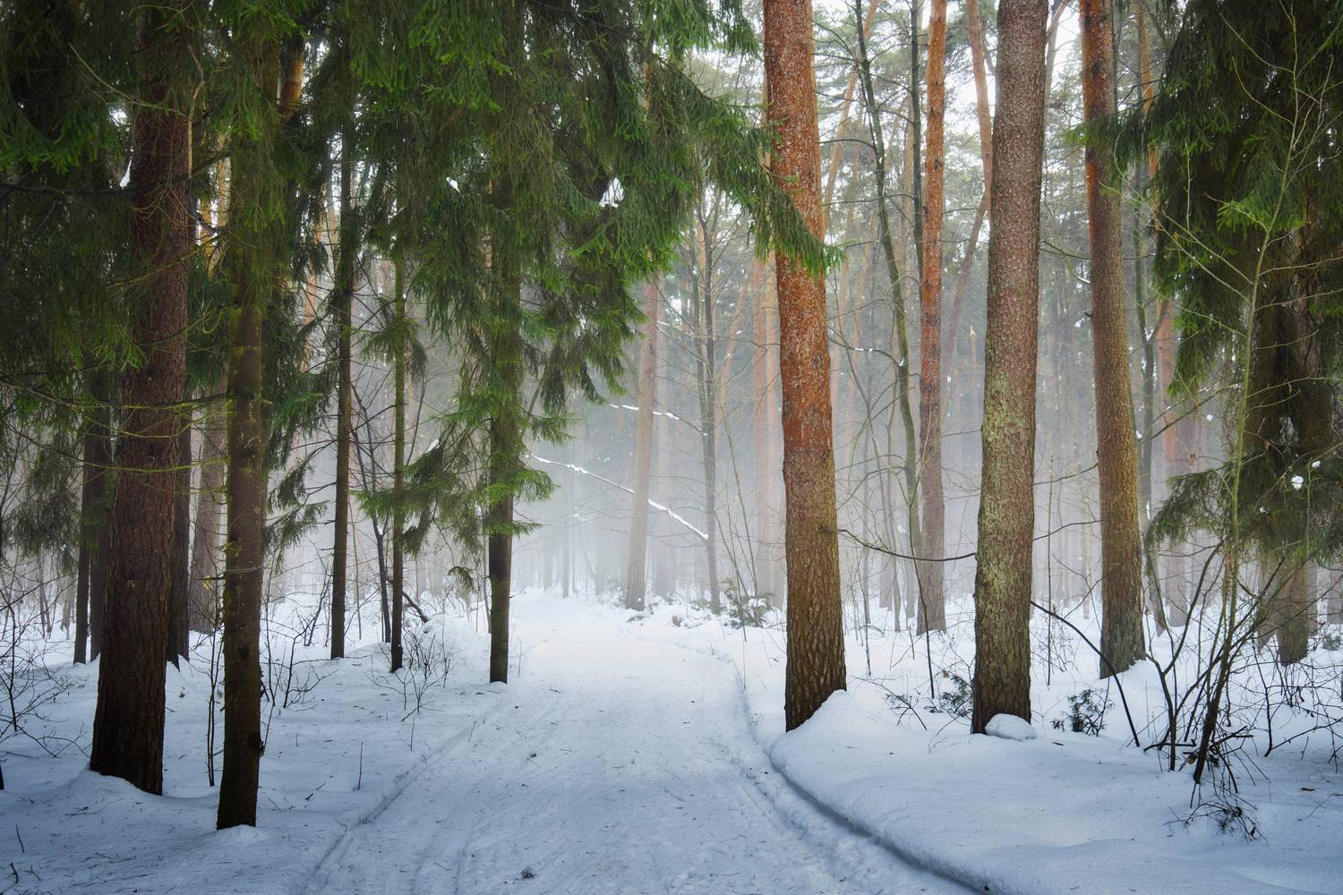 лес, зима, деревья, Валерий Вождаев