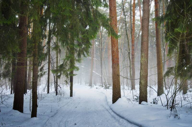 лес, зима, деревья В заснеженном лесу фото превью