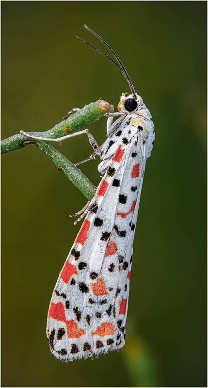 Медведица красноточечная (Utetheisa pulchella) фото превью