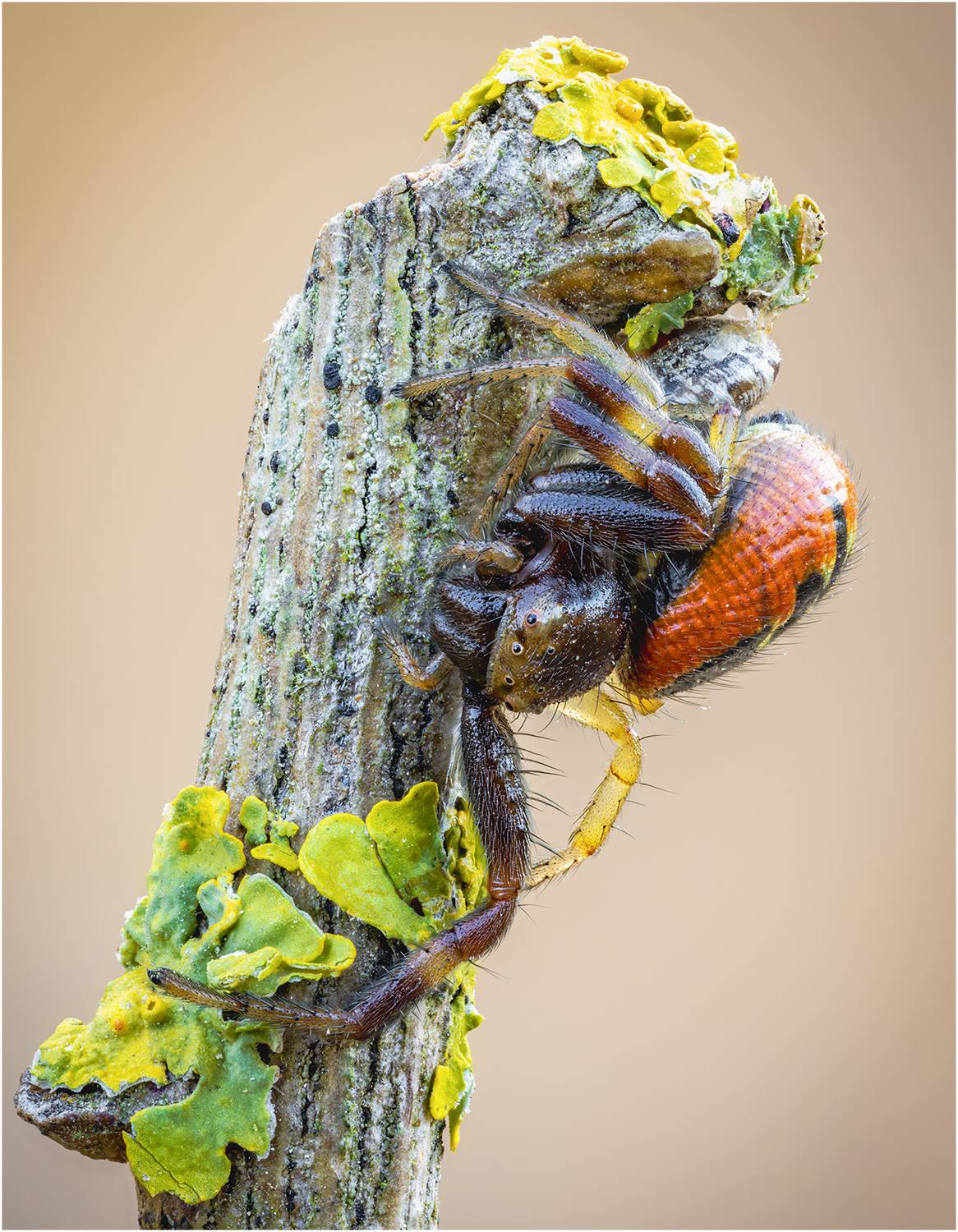 паук, Alexsandr Grigoriev