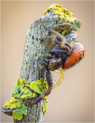 Паук-Наполеон (Synema Globosum).