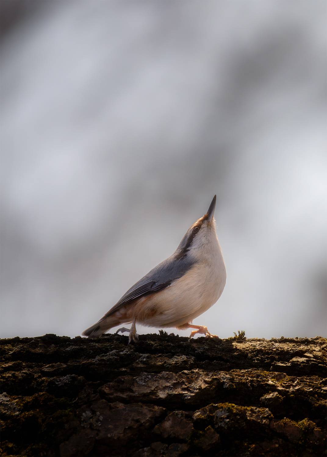 , Михаил Загрядский