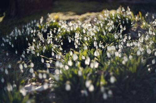 Светозарное утро мартовских тюльпанов.