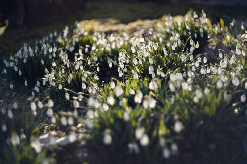 весна, утро, солнечный_свет, сияние, март, цветы, подснежники, цветение, волшебство, красота, красота_природы, нежность, атмосфера, керченские_подснежники, керченская_весна, мечтательное, мануальная_оптика, винтажный_объектив, mc_helios_77m_4 Светозарное утро мартовских тюльпанов. фото превью