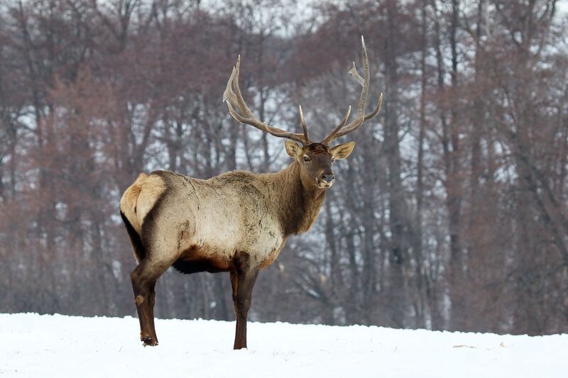 Марал, Благородный олень, животные поволжья, фотоохота, фотографы ульяновска Марал невиданно хорош ! фото превью