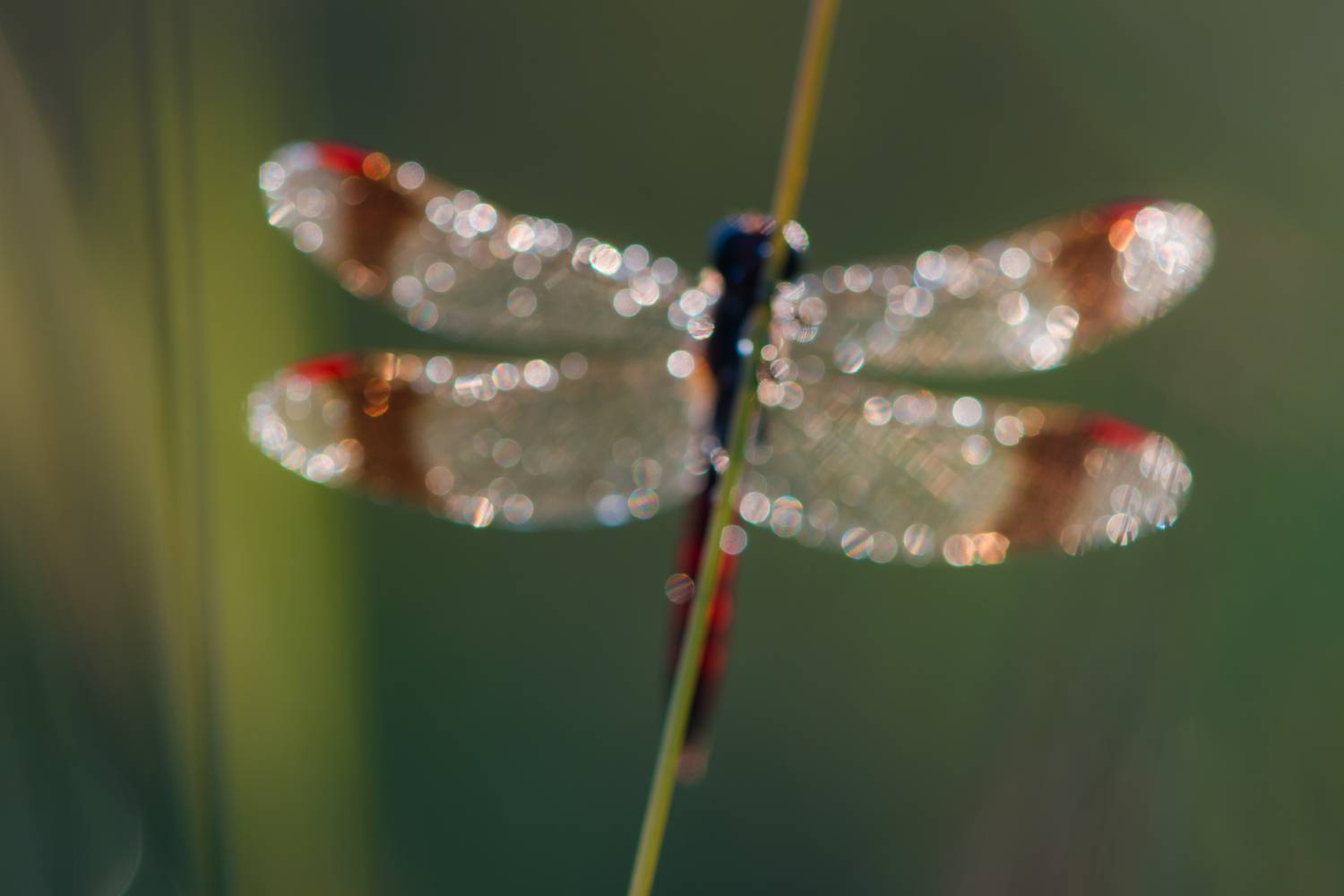 расфокус, стрекоза перевязанная, Ксения Соварцева