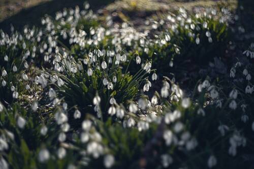Светозарное утро вешних тюльпанов.