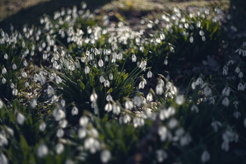весна, солнечный_свет, утро, цветы, подснежники, красота, природа, атмосфера, нежность, пробуждение, мануальная_оптика, винтажный_объектив, mc_helios_77m_4, керченские_подснежники, крымская_весна Светозарное утро вешних тюльпанов. фото превью