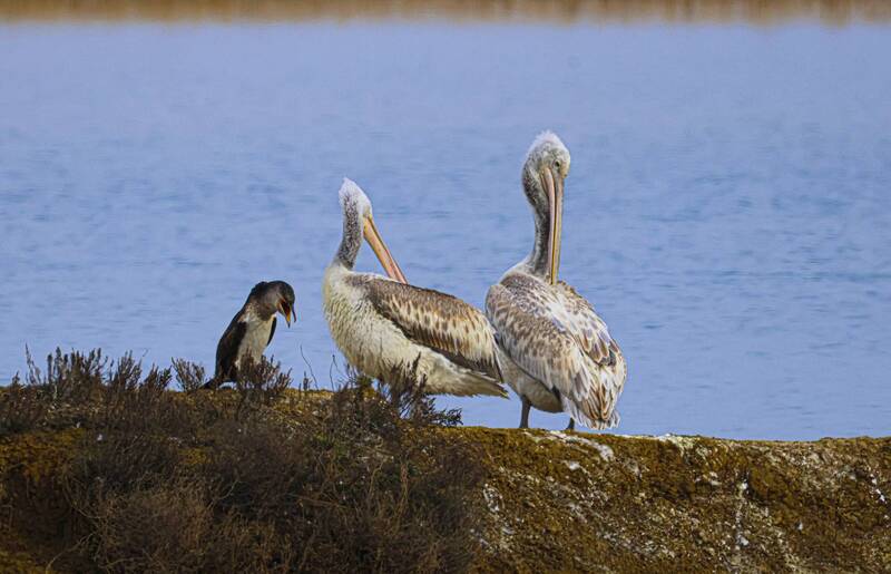бакланы, пеликаны, озеро турали.дагестан Приключения Баклана с рыбой.. фото превью