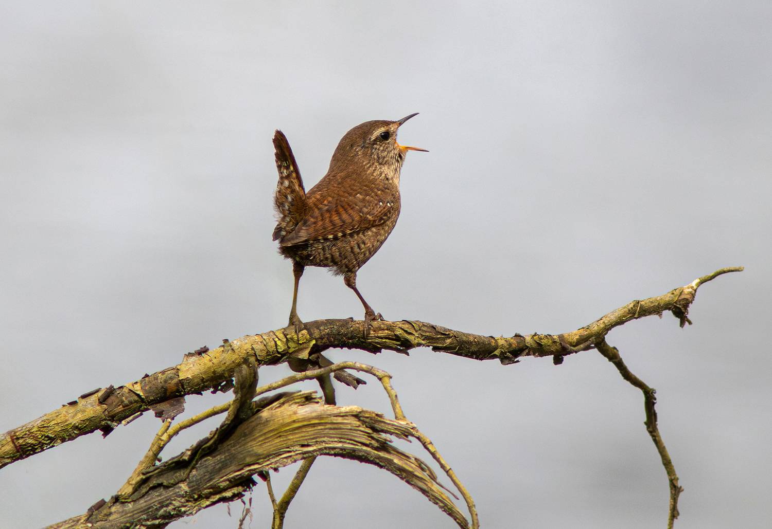 крапивник, подкоренник, орешек, troglodytes troglodytes, house wren, wren, Бондаренко Георгий