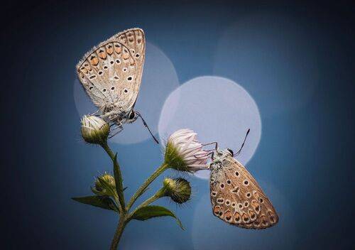 Слияние двух лун