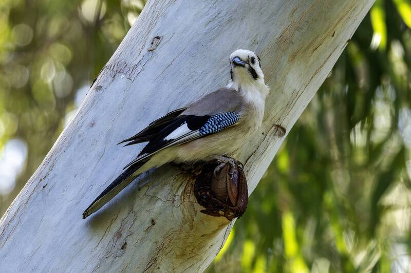 Сойка. фото превью