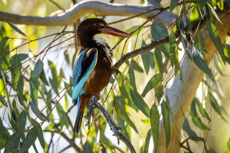 Красноклювая альциона. фото превью