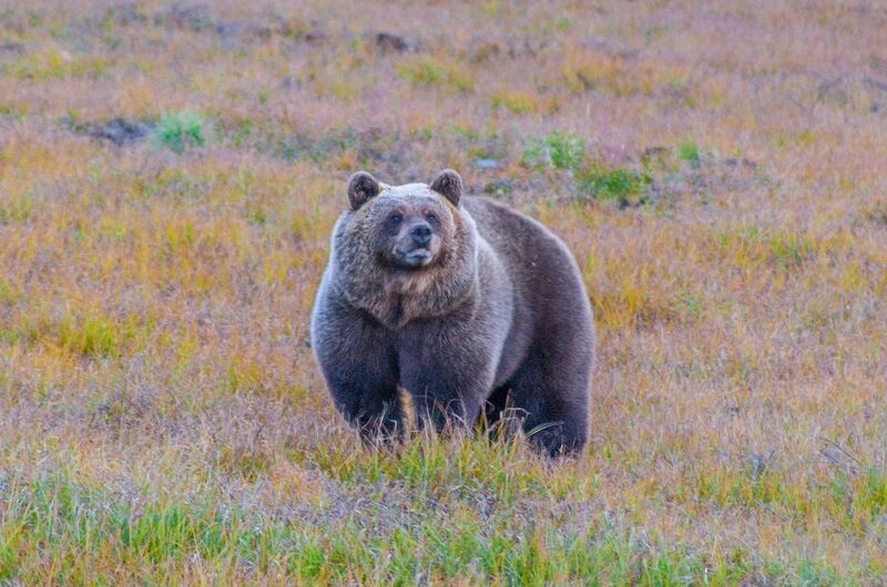 Колобок к зиме готов фото превью
