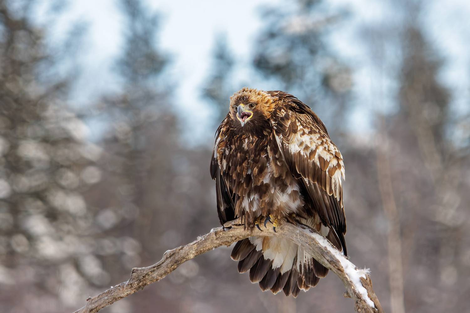 , Морозов Сергей