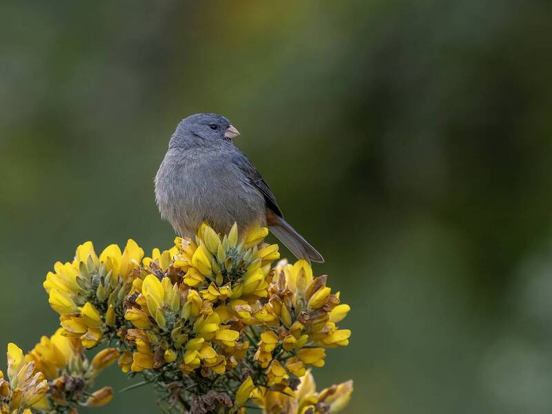 Plain-colored Seedeater фото превью