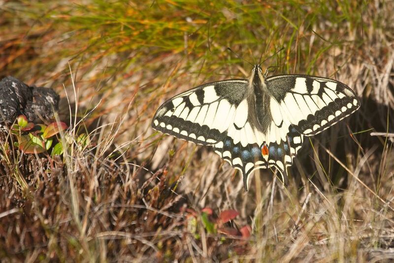махаон, бабочка, приполярный урал, левма Махаон в приполярье. фото превью