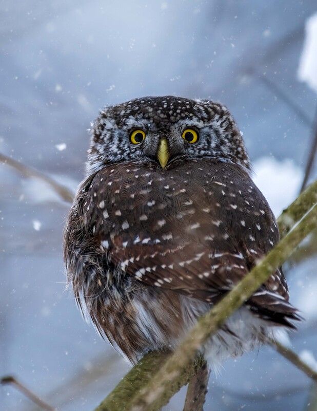 В плену снежного волшебства фото превью