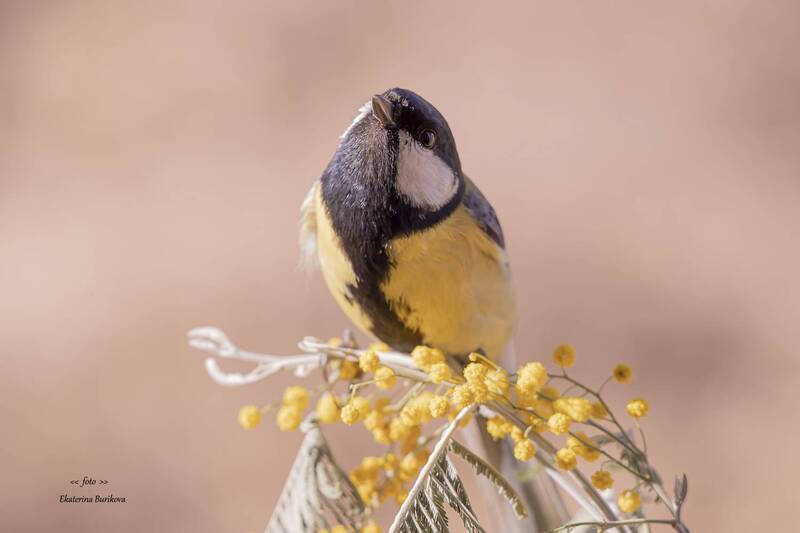 фото превью
